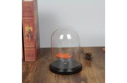 China D30 x H30cm Handmade Large Glass Display Box Dome Cloche With Wood Base supplier