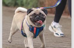 China Reflective Dog Harness Matching Leash S-XL Cat Harness And Leash Set supplier