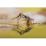 Biological Mosquito Killer Insecticide Mosquito Larvae Killer for sale