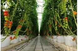 China Energy Efficient Tropical Multispan Greenhouse With Temperature And Humidity Regulation supplier