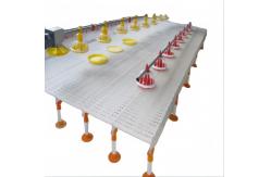 China Automatic Feeding System For Broilers And Layers supplier