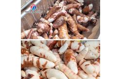 China Root Veg 1.5KW Commercial Potato Washer ,  Kiwifruit Lotus Root Potato Peeler Machine supplier