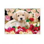 Lovely Cats And Dogs 3D Lenticular Pictures Printing Customized Size