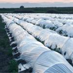 Multi Purpose Plastic Films For Agricultural Applications Greenhouse Mulching And Crop Protection