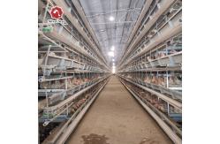 China Q235 A / H Frame Chicken Poultry Cage 3-10Floors With Egg Collection supplier