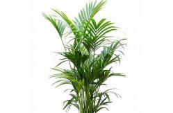 China 150cm Height Artificial Potted Floor Plants Feather Palm Tree supplier