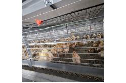 China One Day Old Baby Chick Cage With Full Automatic System supplier