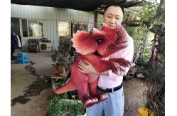 China Cuddly Dinosaur Puppet Plush / Silicone / Sponge Material supplier