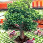 Real Touch Artificial Banyan Tree PU Evergreen Leaves Highly Simulated Trunk No Pest Plants for sale