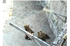 China Zoo Animal Aviary Wire Netting Stainless Steel Wire Rope Mesh supplier
