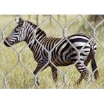 AISI316 Woven Type Wire Rope Stainless Steel Zoo Mesh / Animal Enclosure Fencing for sale