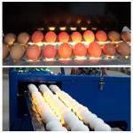 Electric Egg Stamping Machine 600 DPI High Resolution With 1 - 4 Printing Lines for sale
