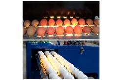 China Electric Egg Stamping Machine 600 DPI High Resolution With 1 - 4 Printing Lines supplier