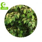 Real Touch 170cm High Artificial Ficus Tree , Silk Artificial Tree For Office