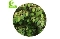 China Real Touch 170cm High Artificial Ficus Tree , Silk Artificial Tree For Office supplier