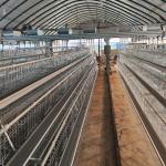 Hot Galvanized Egg Laying  Cage Poultry Farming Equipment Manual Chicken Layer Farming Cage for sale