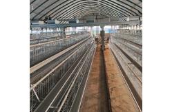 China Hot Galvanized Poultry Farming Equipment Automated Layer Chicken Broiler Chicken Farming Cage supplier