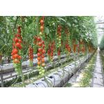 Strong Structure Multi Span Greenhouse , Plastic Tomato Greenhouse Section 4m for sale