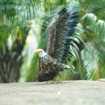 Small Metal Eagle Garden Ornament Statue Lightweight And Vivid