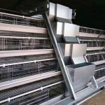 160 Birds Q235 Cage Automatic Poultry Feeding System 4 Layers for sale