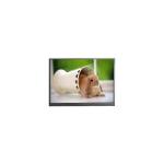 F066A05-6T1 6.6 Inch LCD Display 720*1600 Resolution LCD IPS Panel for sale