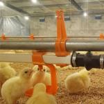 Broiler Nipple Poultry Feeder Drinker 38.8mm Automatic Nipple Drinker Chicken