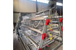 China Full Automatic Broiler Baby Chick Cage Hot Galvanized With Manure Cleaning System supplier
