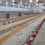 Broiler Breeder Automated Poultry Feeding System for sale