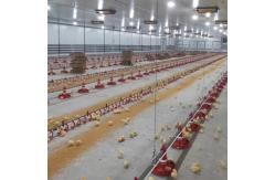 China Broiler Breeder Automated Poultry Feeding System supplier