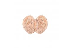 China 9cm Medical Ear Acupuncture Model Chinese In Pair ODM Without Stink supplier