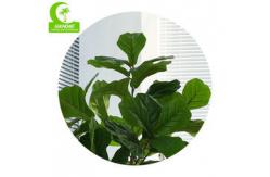China Natural 120cm Height Pandurata Artificial Ficus Tree Landing Plant supplier