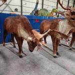 Outdoor Waterproof Life Size Elk Statue Adult Age With Realistic Sound for sale