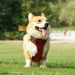 Light Up Dog Harness Step In Style with Waterproof and Reflective Polyester Material for sale