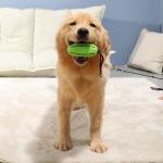 Bite Resistant Dog Slow Feeder Ball Molar Stick With Thorn TPR Food Leakage Device for sale