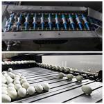 Automatic Egg Date Stamp Machine With Six Ink Can Print 1.2 Million Eggs for sale