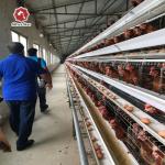 A Type Chicken Layer Cage With Manure Belt Conveyor And Egg Collector 4 Tiers for sale