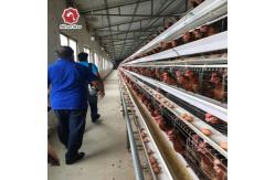 China Deep Galvanized Egg Laying Layer Chicken Cage Prevent Disease Infection supplier