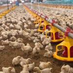 Farm Breeder Houses Male Broiler Chicken Equipment for sale