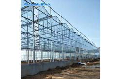 China Multi Span Galvanized Steel Frame Glass Covering Venlo Glass Greenhouse supplier