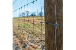 China Hight Quality cattle wire mesh fence galvanized farm fence / Farm cattle wire mesh supplier