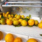 Tengsheng Multifunctional Bubble Cleaning Machine Scum Removal Vegetable Fruit ginger