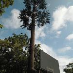 Artificial Palm Tree Camouflage Telecom Tower Mobile Monopole Bionic Tree Wifi Signal for sale