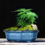 Glazed Bonsai 30x23x10cm Blue Ceramic Indoor Plant Pots for sale
