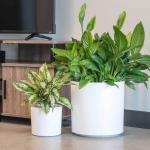 Customized Fiberglass Flower Plant Pots Round For Indoor Plants for sale