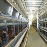 Chicken Farm Q235 Automatic Poultry Feeding System dia3-6mm Wire With Dispensing for sale