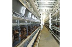 China Chicken Farm Q235 Automatic Poultry Feeding System Wire With Dispensing supplier