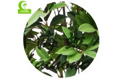 China Lifelike Wiind Resistance Artificial Money Tree Plant , 5ft Outdoor Artificial Tree supplier