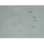 C005 Ninhydrin spray
