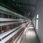 90 Birds A Frame Layer Cages Chicken Poultry Laying Hens Equipment for sale