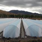 Breathable Agriculture Tnt Greenhouse Row Cover To Protect Outdoor Plants Vegetable for sale